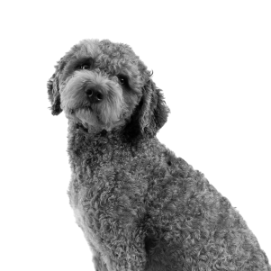 Kesten, office mascot at DEMA Marketing